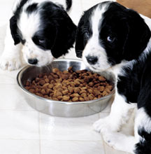 Feeding Puppies on Frequently Asked Questions
